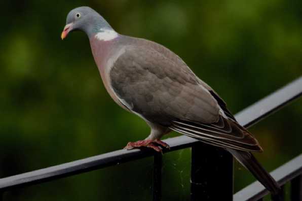 30 June 2020 - 18-42-54
Why do pigeons look so stupid ?
------------------------
Fat pigeon on our railing